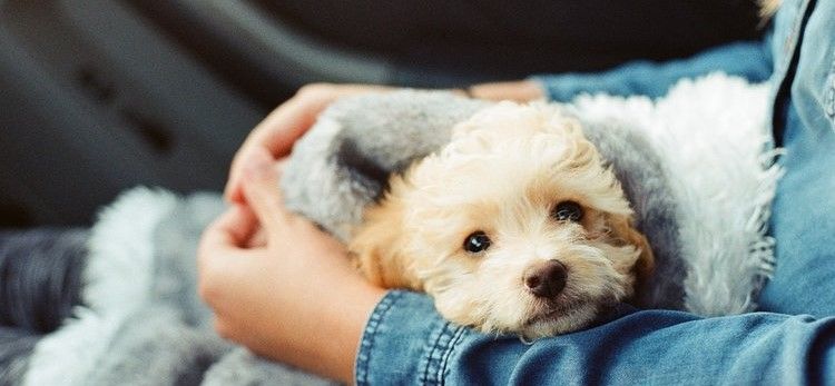 Happiness-is-a-warm-puppy