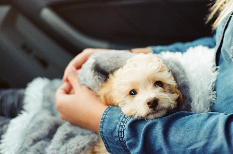 Emotional Support Animals: Happiness is a Warm Puppy
