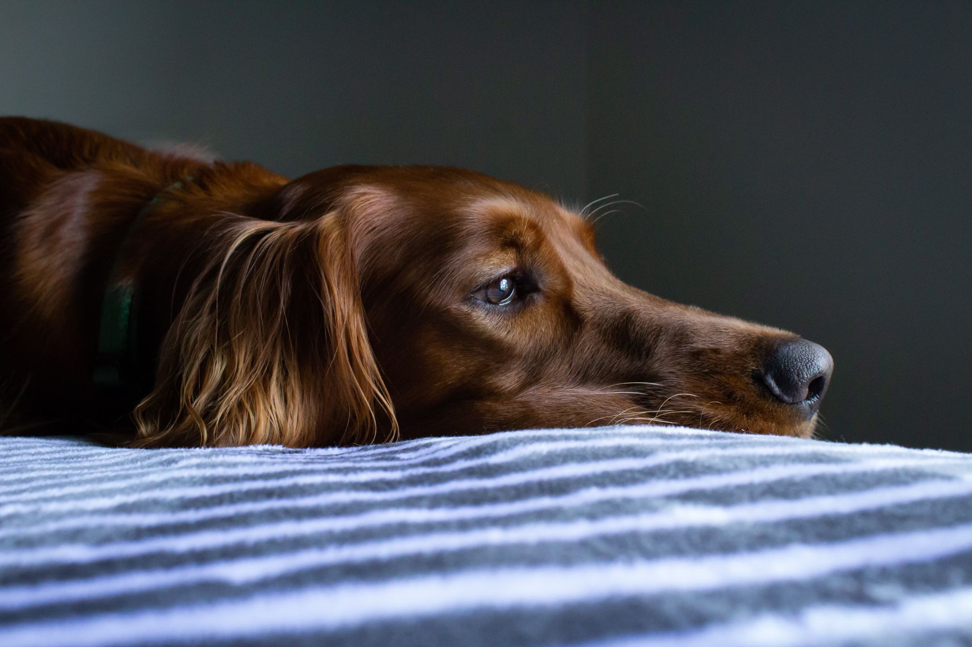 A sad-looking dog lies on a bed looking out the window