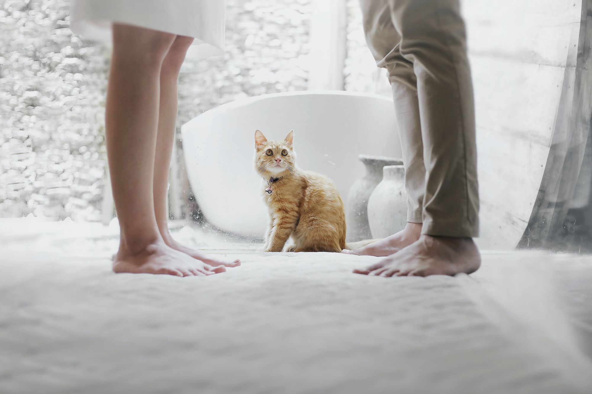 Two adults standing in front of each other, only the knees down are visible, an orange cat between them