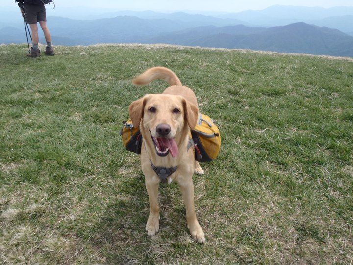 Three Little Byrds, PLLC's profile picture