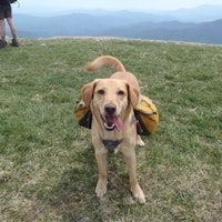 Profile image of Three Little Byrds, PLLC Profile image of Three Little Byrds, PLLC