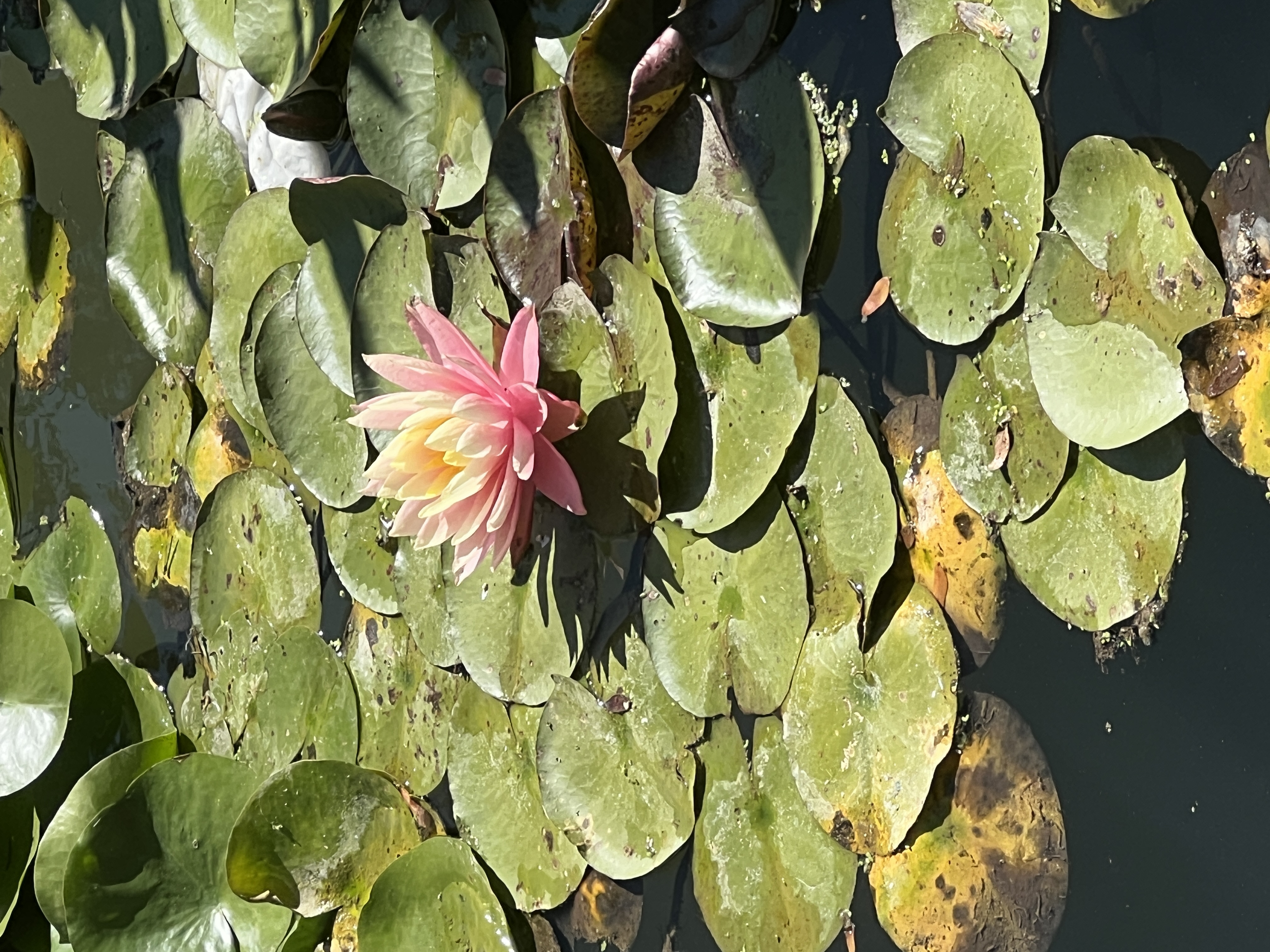 Image of Kemba Bloodworth - Bhattacharya