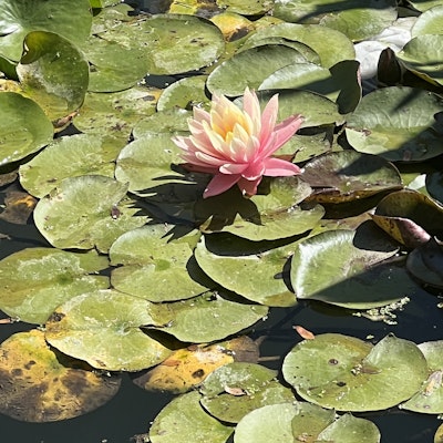 Image of Kemba Bloodworth - Bhattacharya Image of Kemba Bloodworth - Bhattacharya