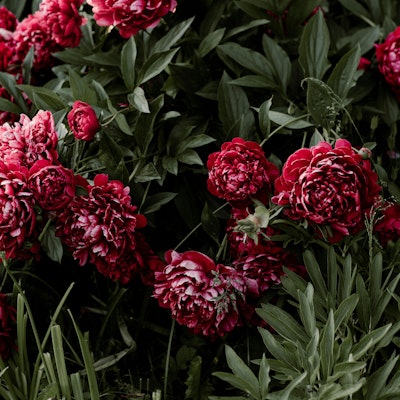 Candice Tummillo Candice Tummillo