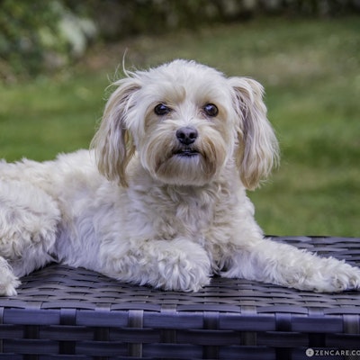 Dana Siperstein Dana Siperstein