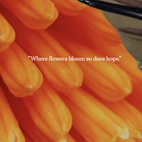 New Aviv, LLC's profile