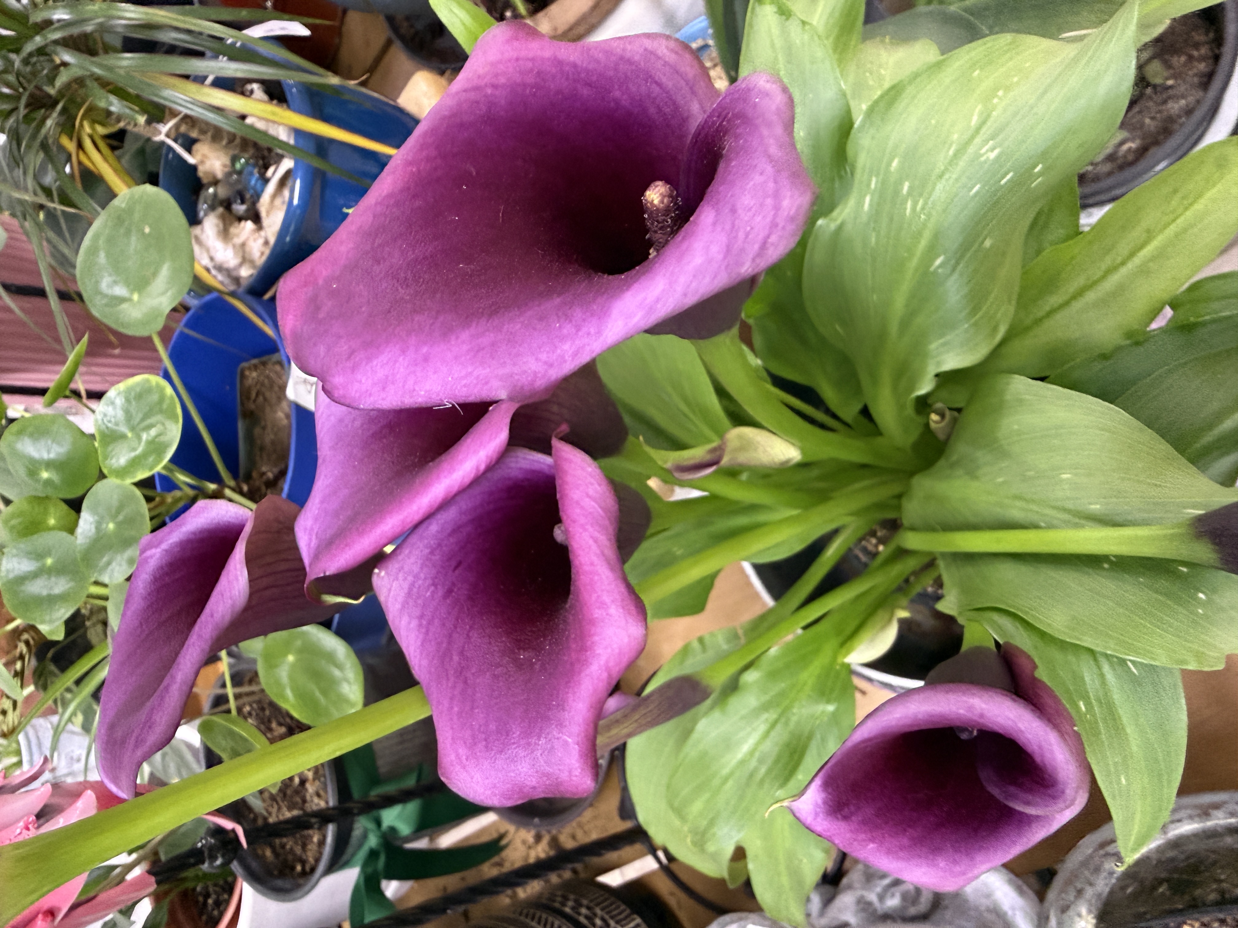 Anya L Bates's profile picture