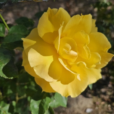 Image of Erica Gardner-Schuster Image of Erica Gardner-Schuster