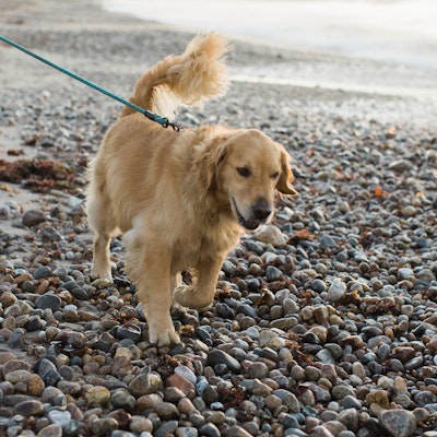 Sarah Macedo Sarah Macedo