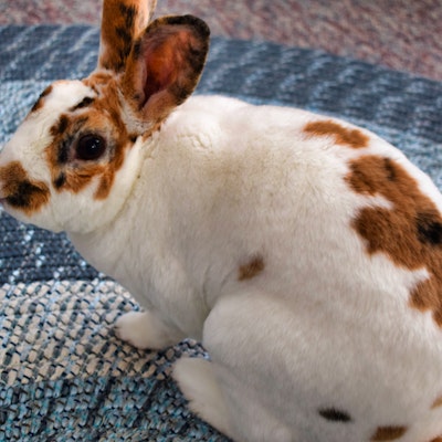 The Holistic Heart The Holistic Heart