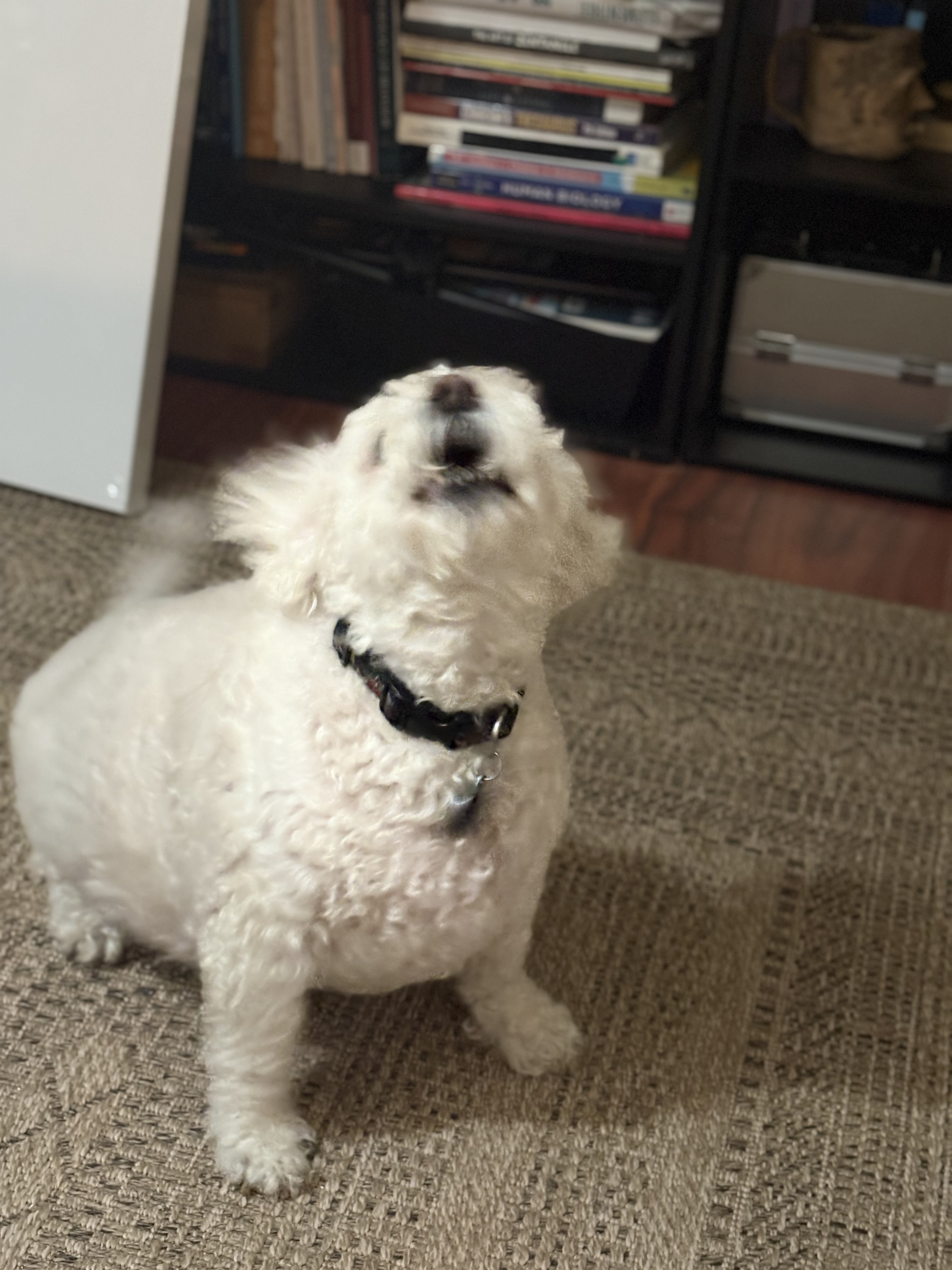 Isabella Stephanie Maxwell