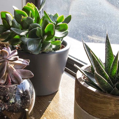 Jane Hesser Jane Hesser